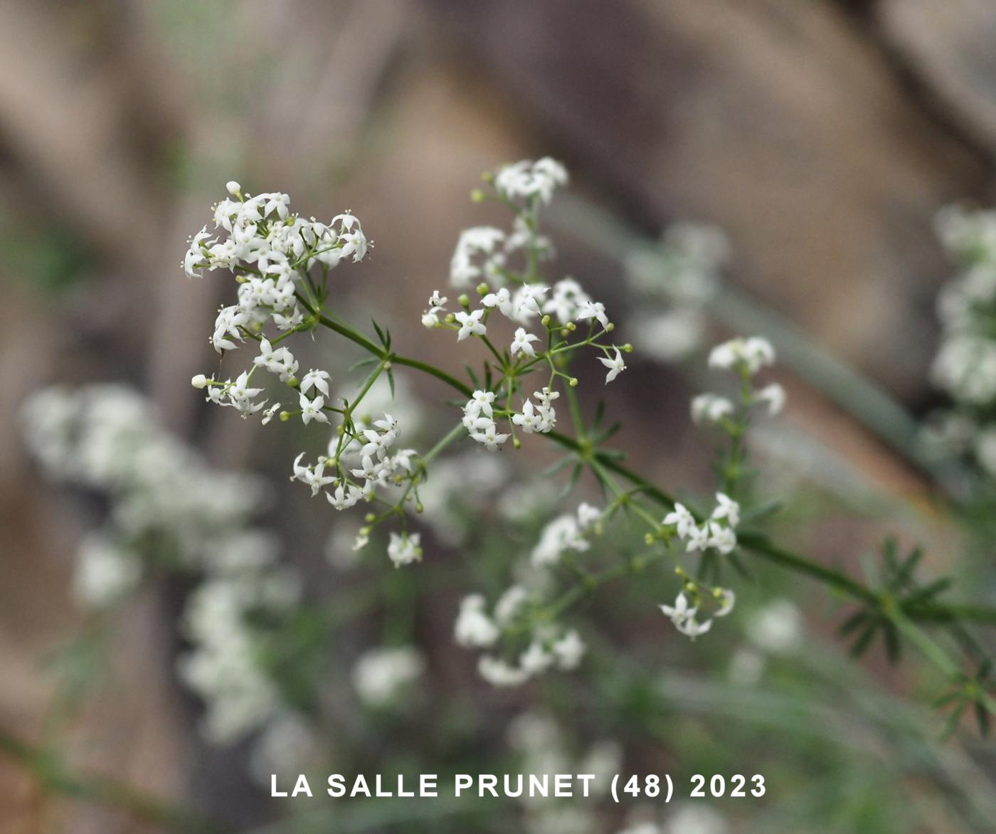 Bedstraw, Great Erect Hedge flower